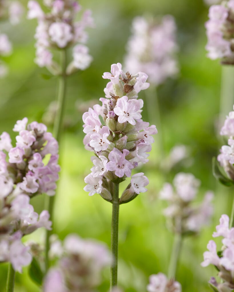 English lavender 'Ellagance Pink'