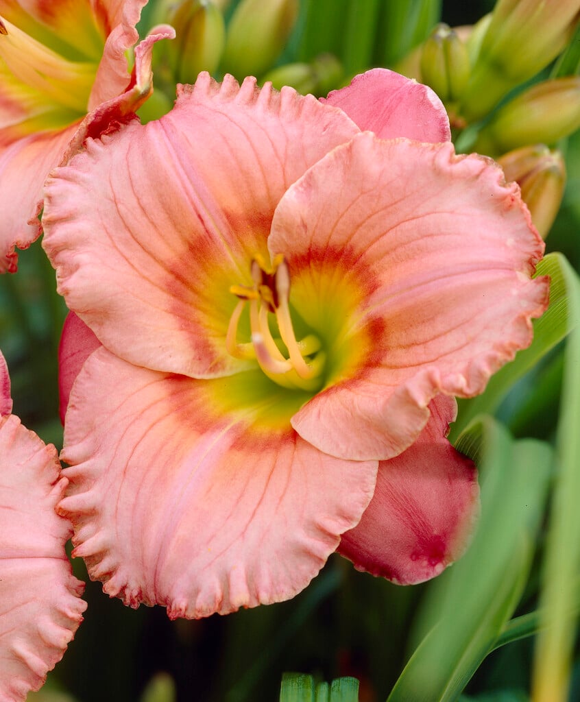 daylily 'Elegant Candy'