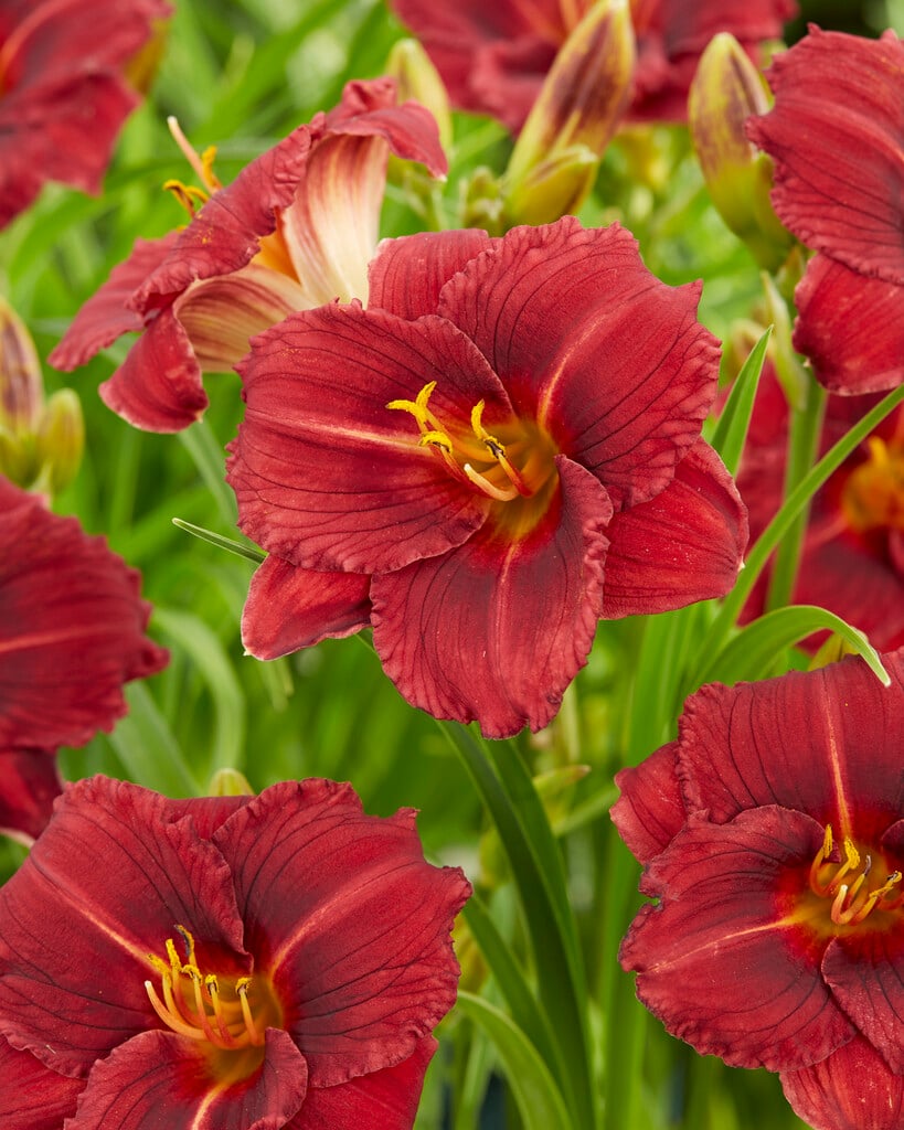 daylily 'Siloam Show Girl'