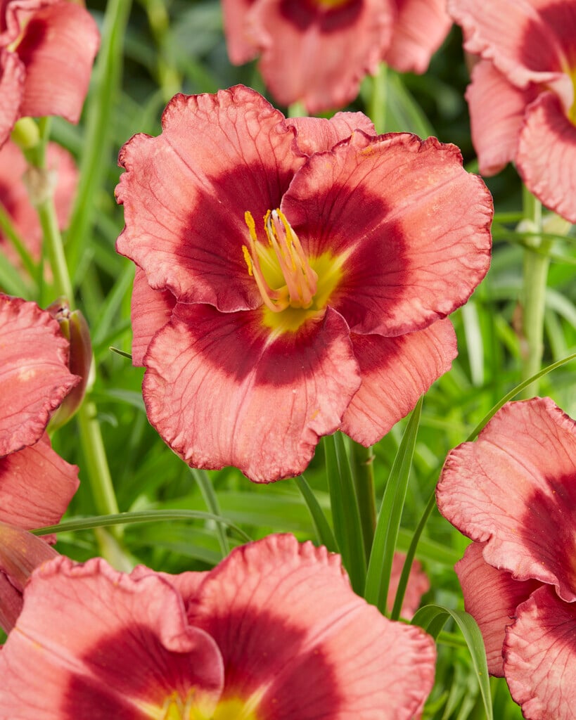 daylily 'Dan Mahony'