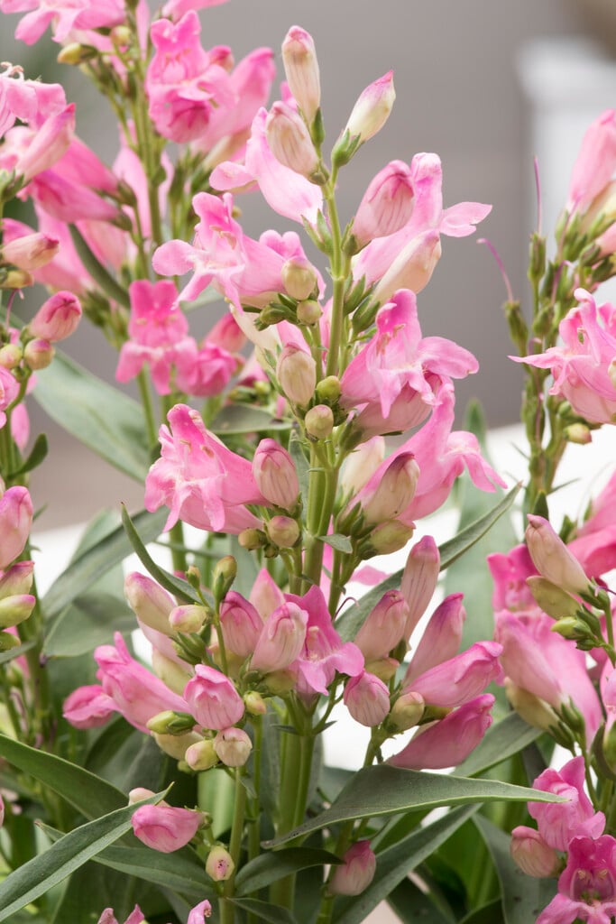 penstemon [Rock Candy Light Pink]