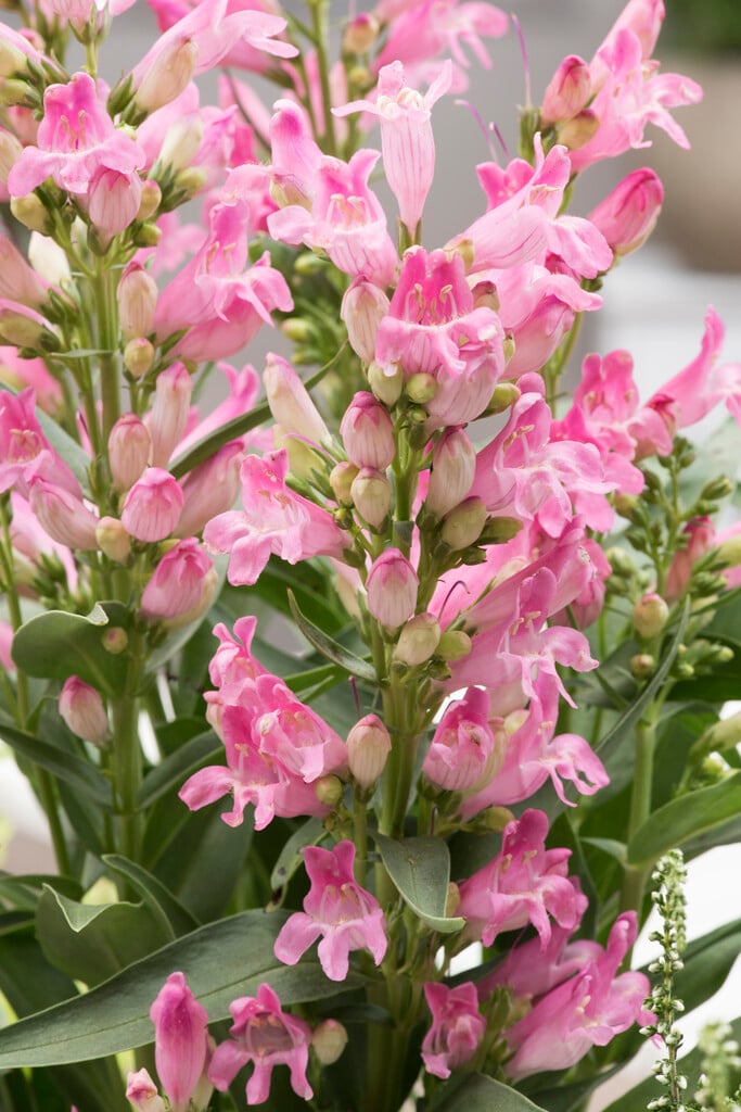 penstemon [Rock Candy Light Pink]