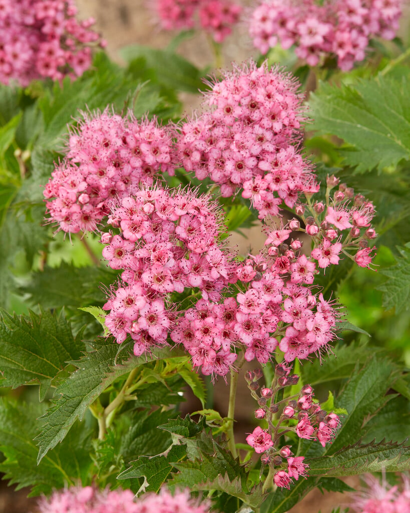 Japanese spiraea 'Crispa'