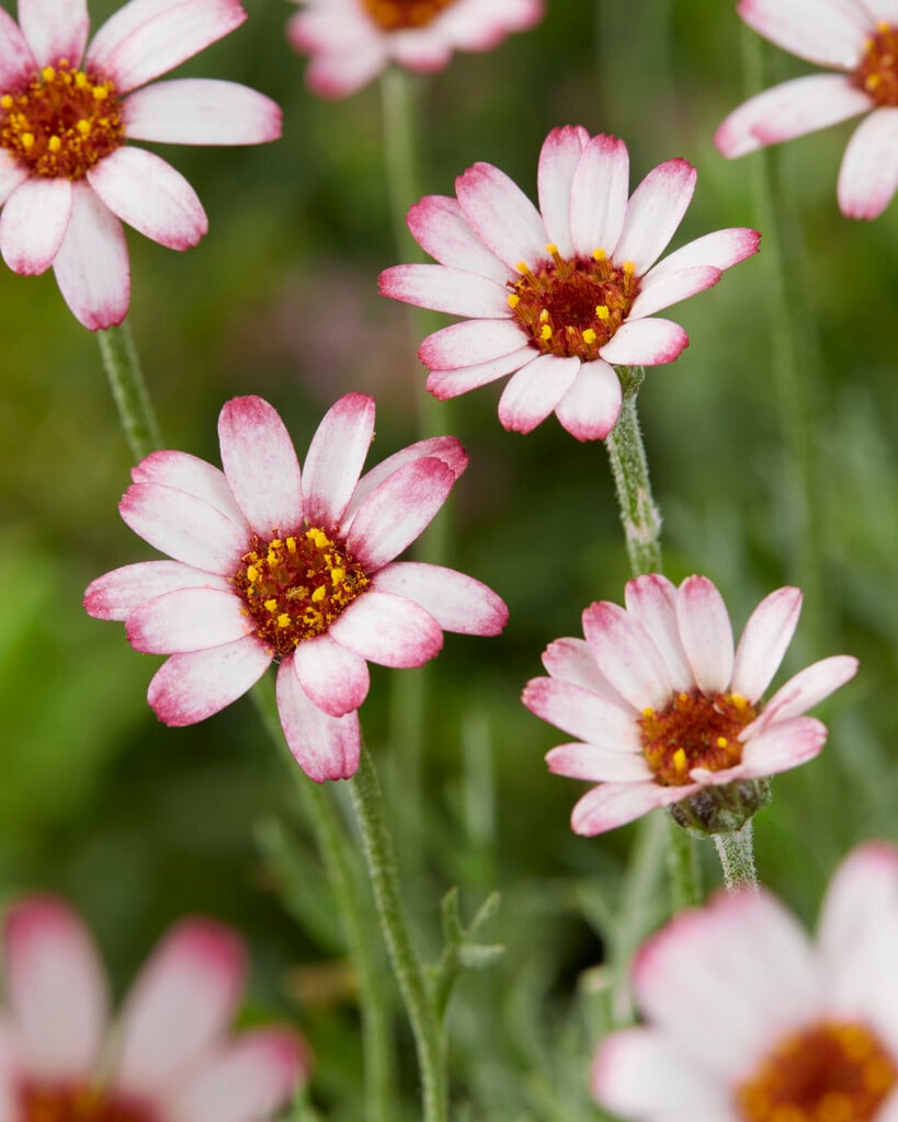 Moroccan daisy 'Marrakech'
