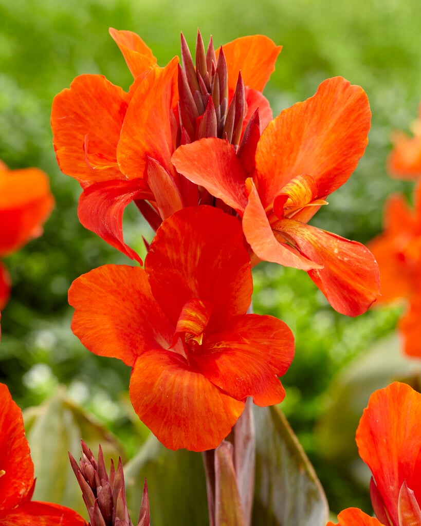 canna 'Corail'
