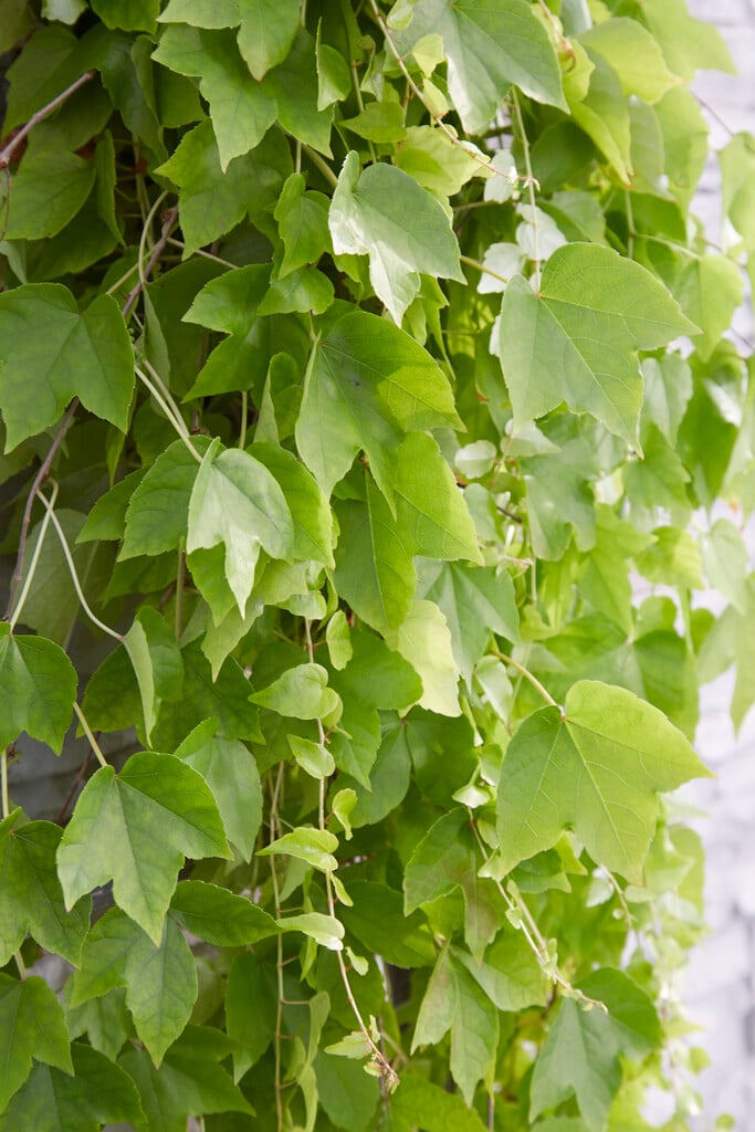 Boston ivy 'Fenway Park'