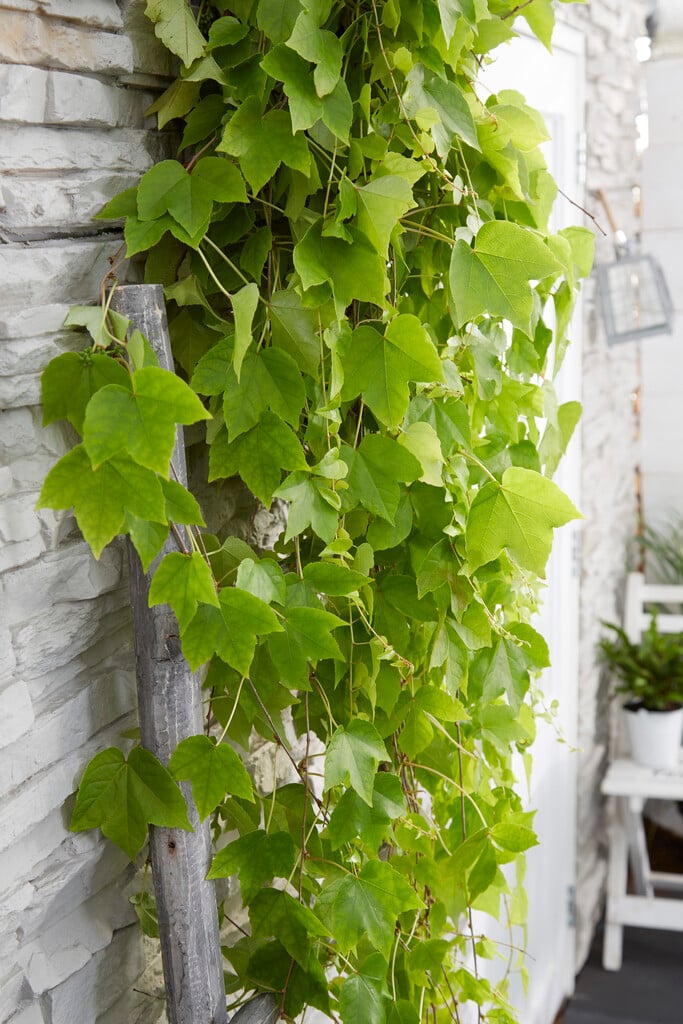 Boston ivy 'Fenway Park'