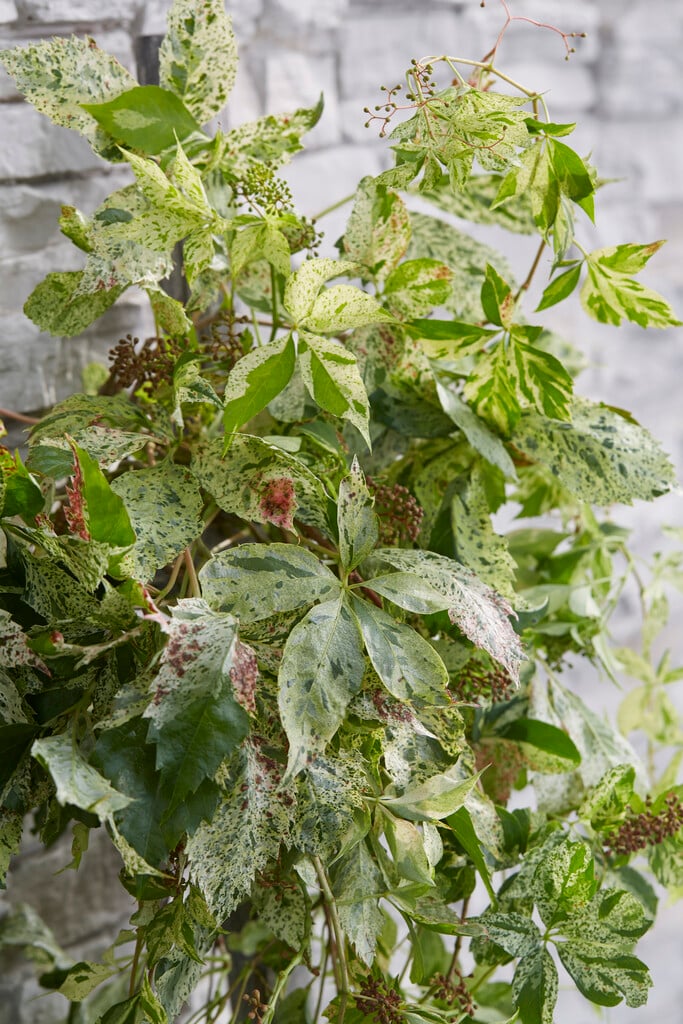 Virginia creeper [Star Showers]