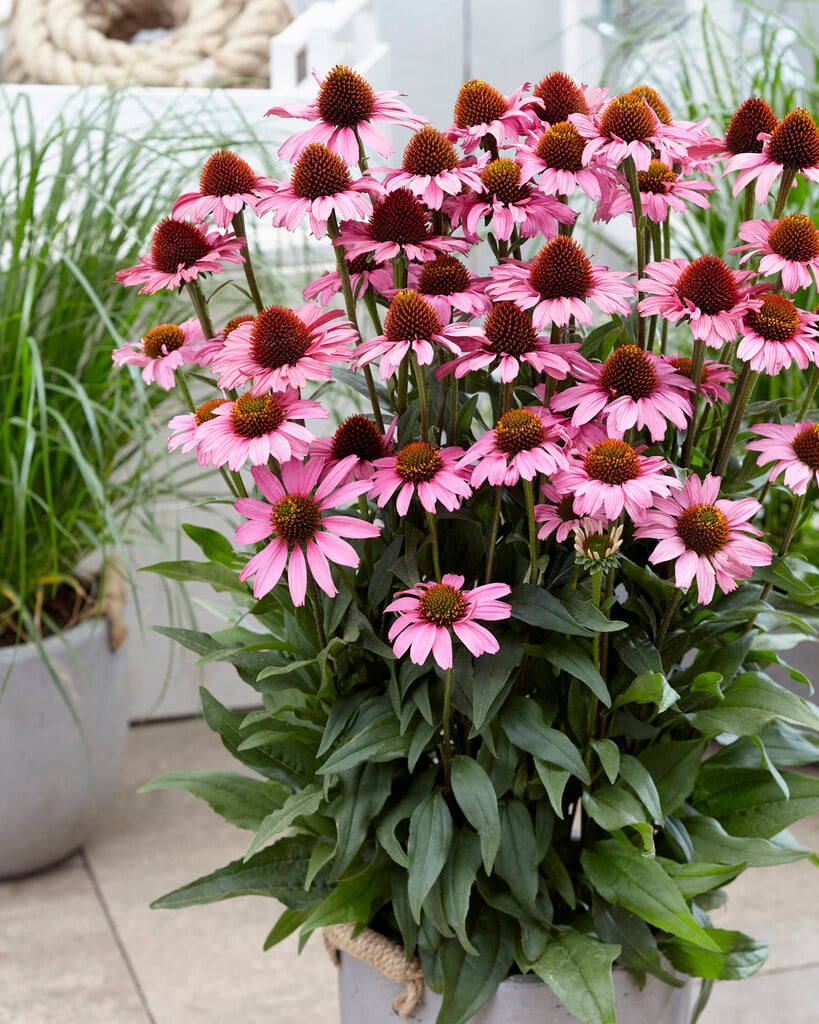 coneflower [Mooodz Cosy]