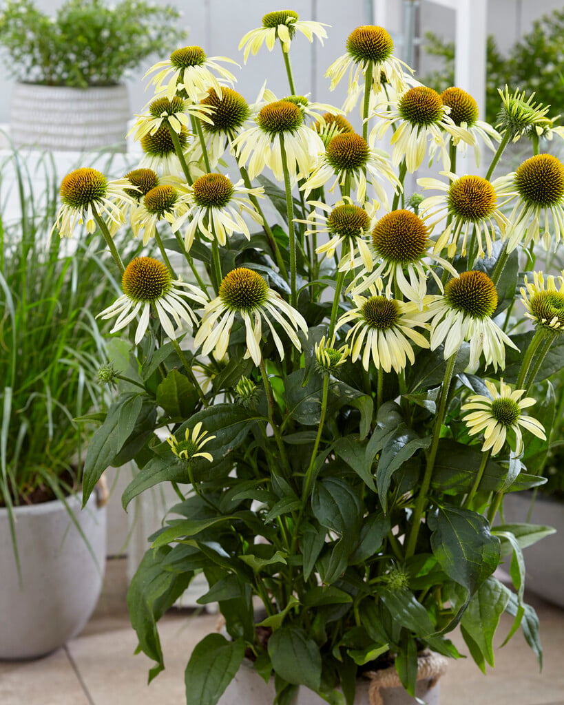 coneflower [Mooodz Shiny]