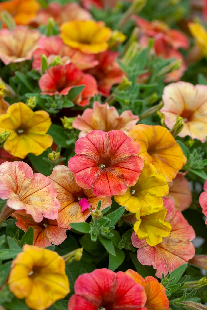 <i>Petunia</i> [<span style="font-variant: small-caps;">Cascadias Indian Summer</span>] ('Dcas303') (Cascadias Series)