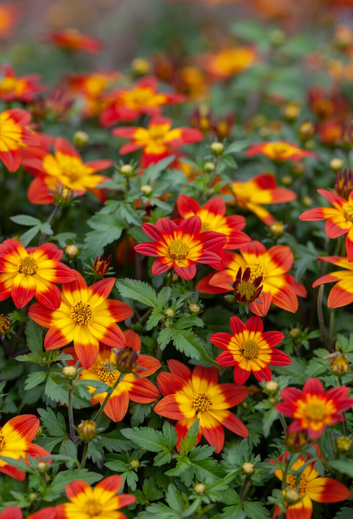 <i>Bidens</i> <i>ferulifolia</i> 'Blazing Glory'
