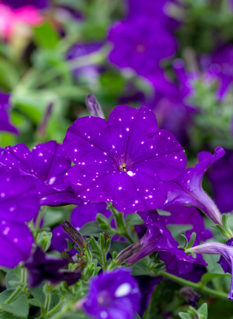 <i>Petunia</i> [<span style="font-variant: small-caps;">Constellation Virgo</span>] ('Wespecovi') (Constellation Series)