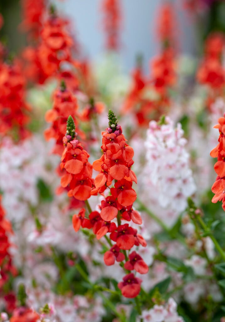 twinspur [Sundiascia Orange]