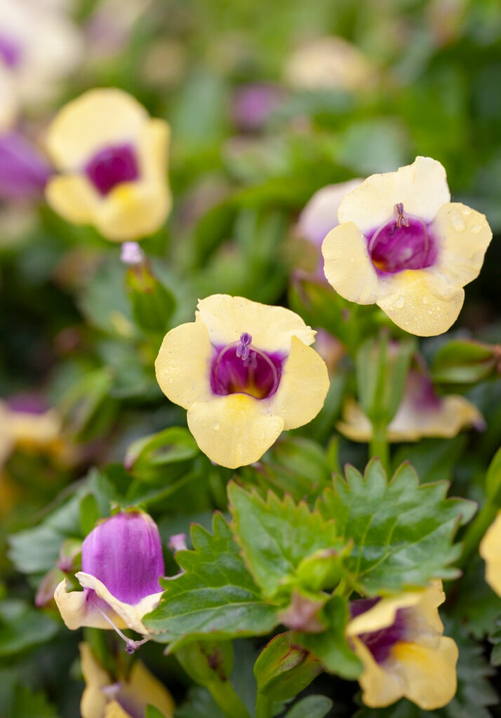 torenia [Yellow Moon]