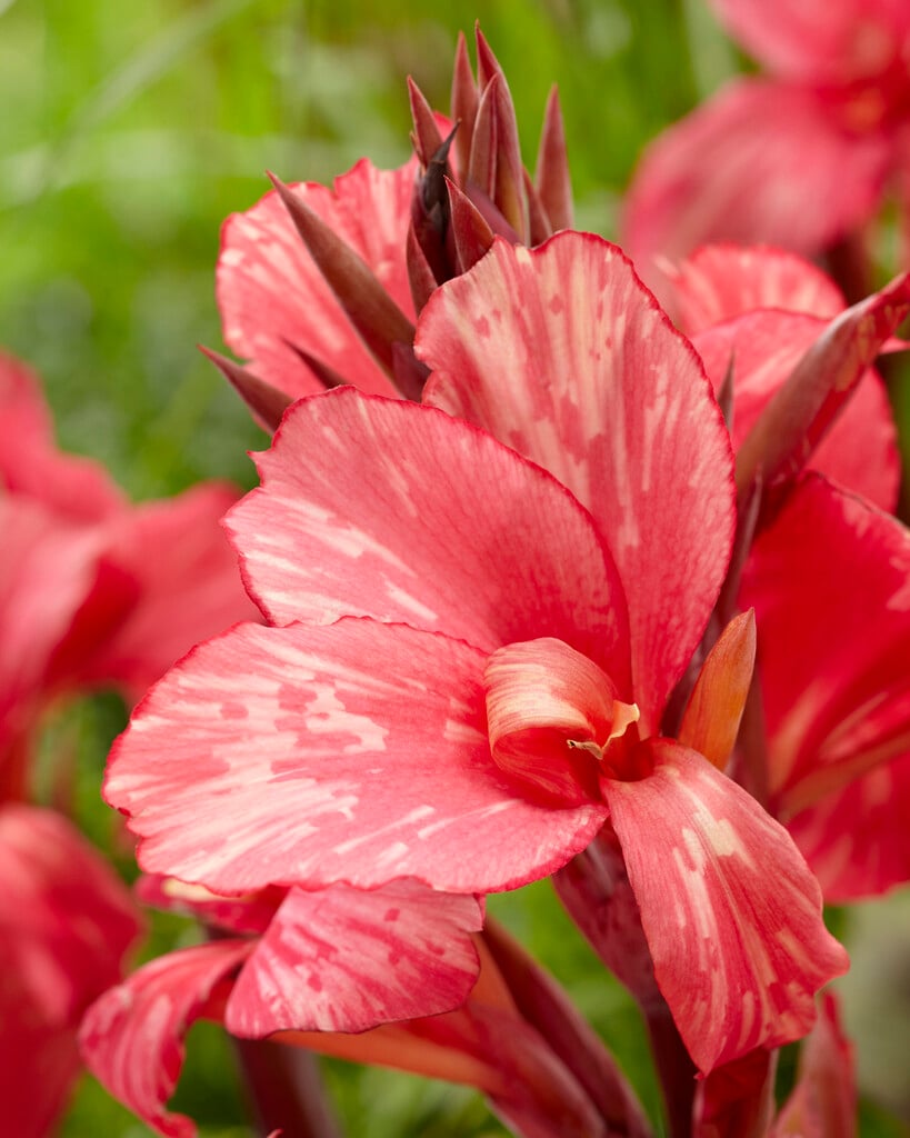 canna 'Pink Paradise'