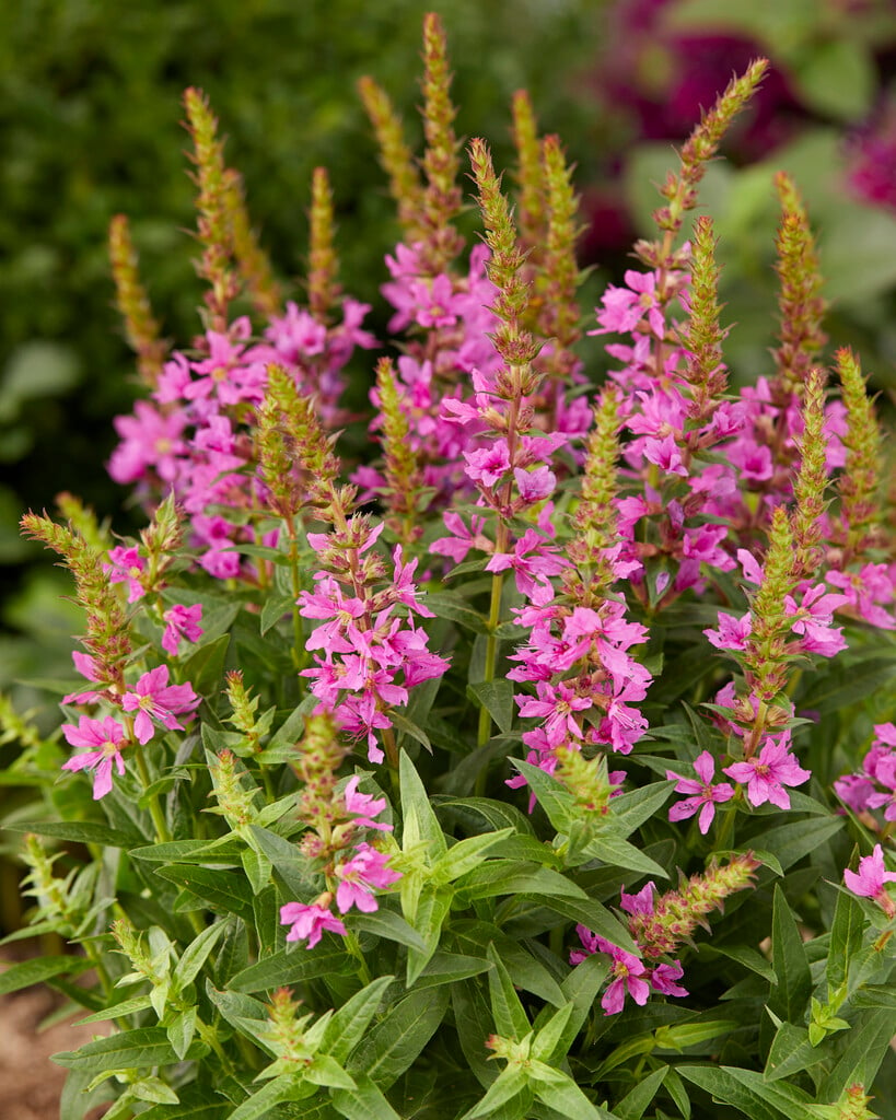 purple loosestrife 'Robin'