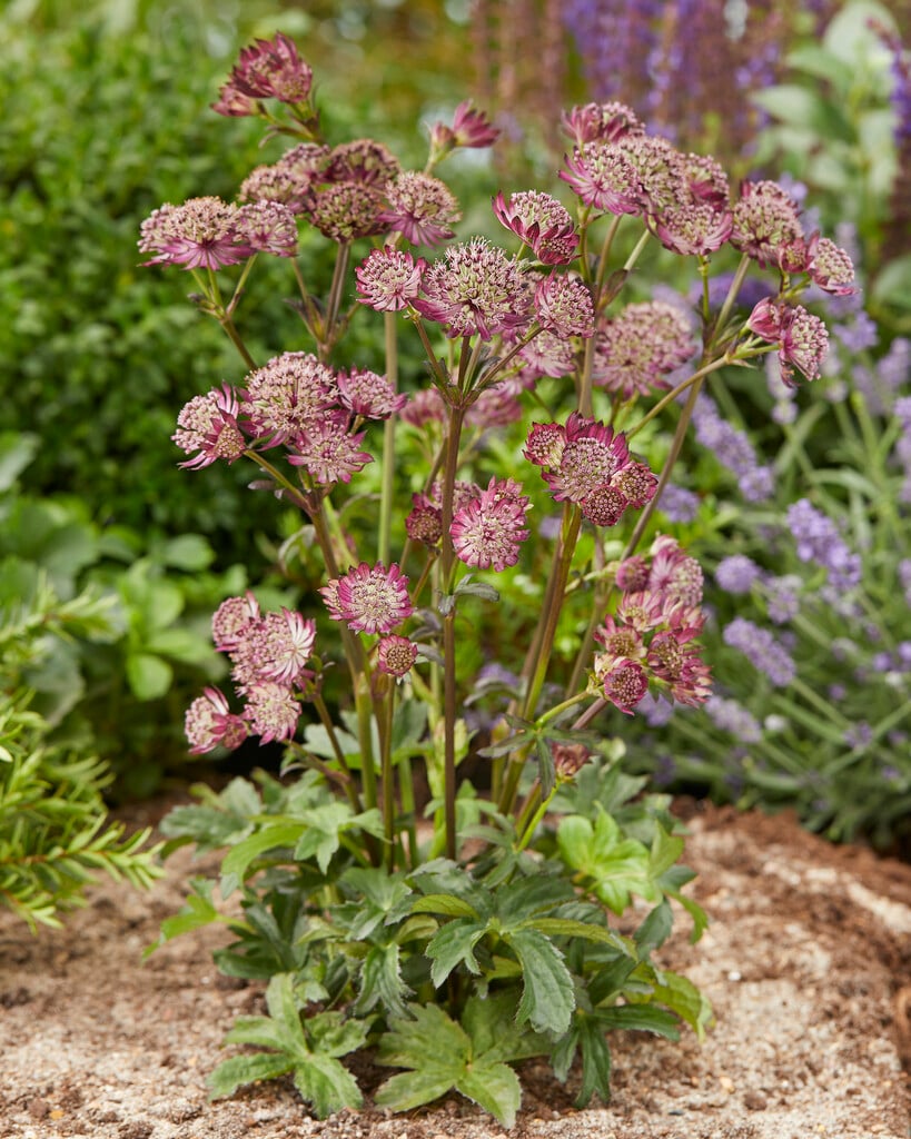masterwort 'Star of Beauty'