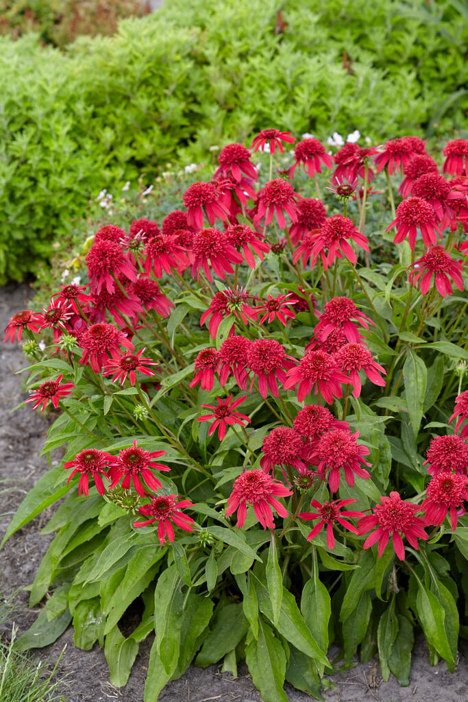 coneflower [Double Scoop Cranberry]