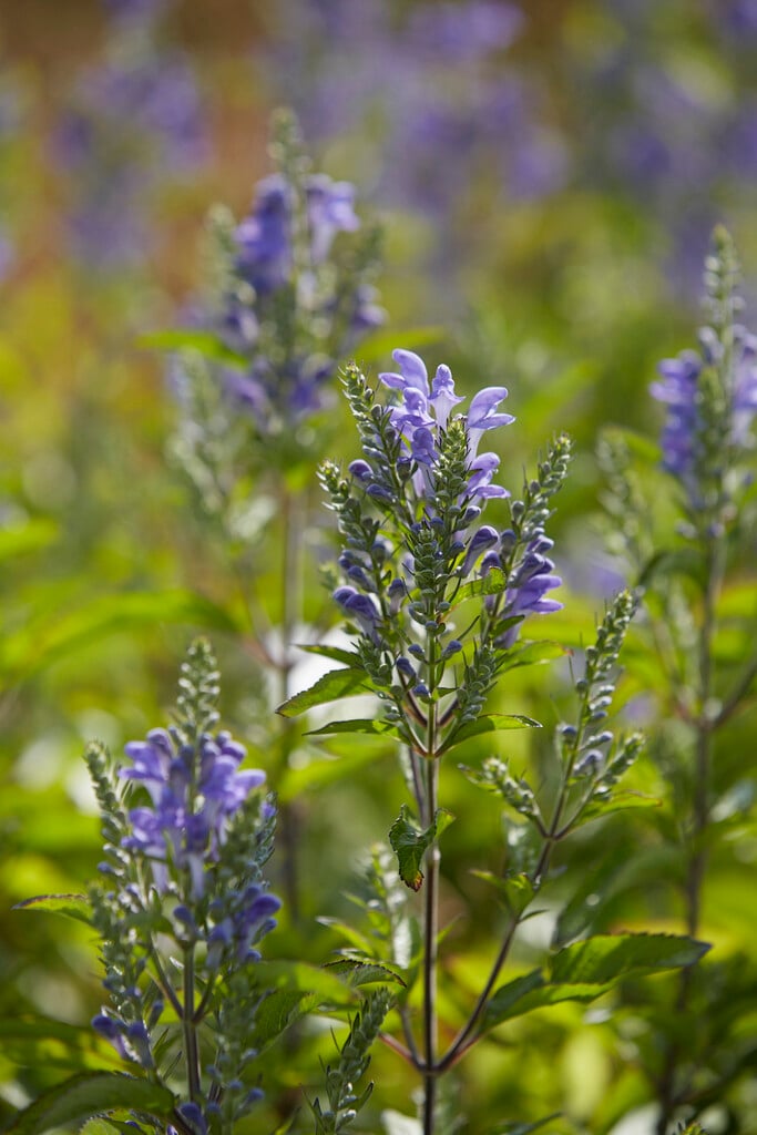 hoary skullcap