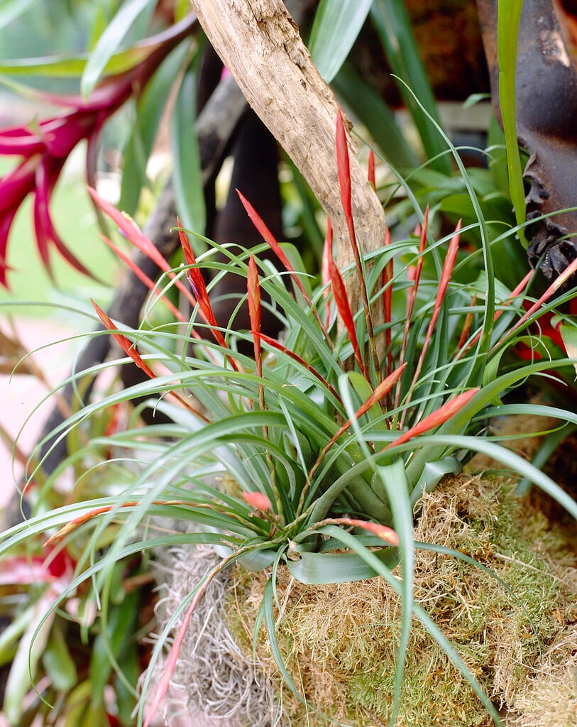 <i>Guzmania</i> <i>dissitiflora</i>