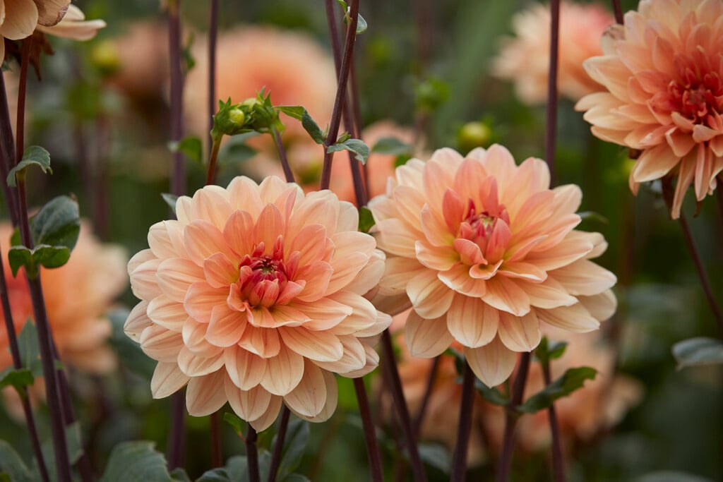 dahlia 'Apricot Desire'