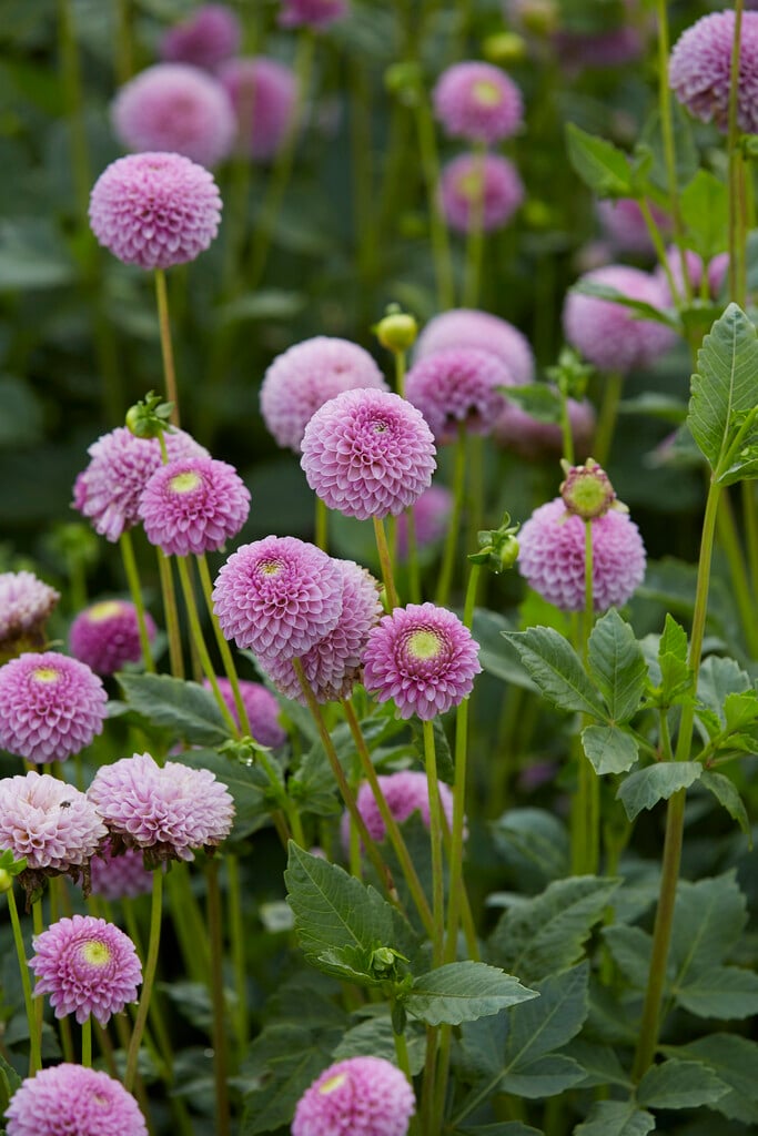<i>Dahlia</i> 'Lipoma' (Ba)