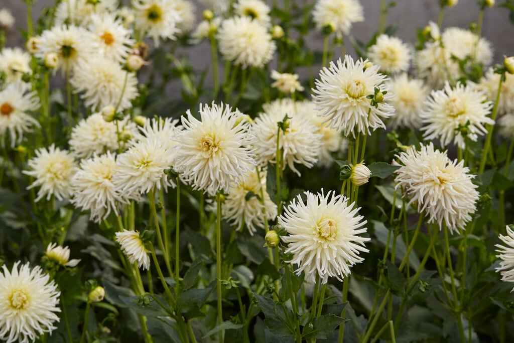 dahlia 'Tsuki-yori-no-shisha'