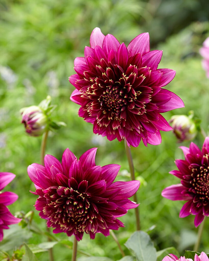dahlia 'Mambo'
