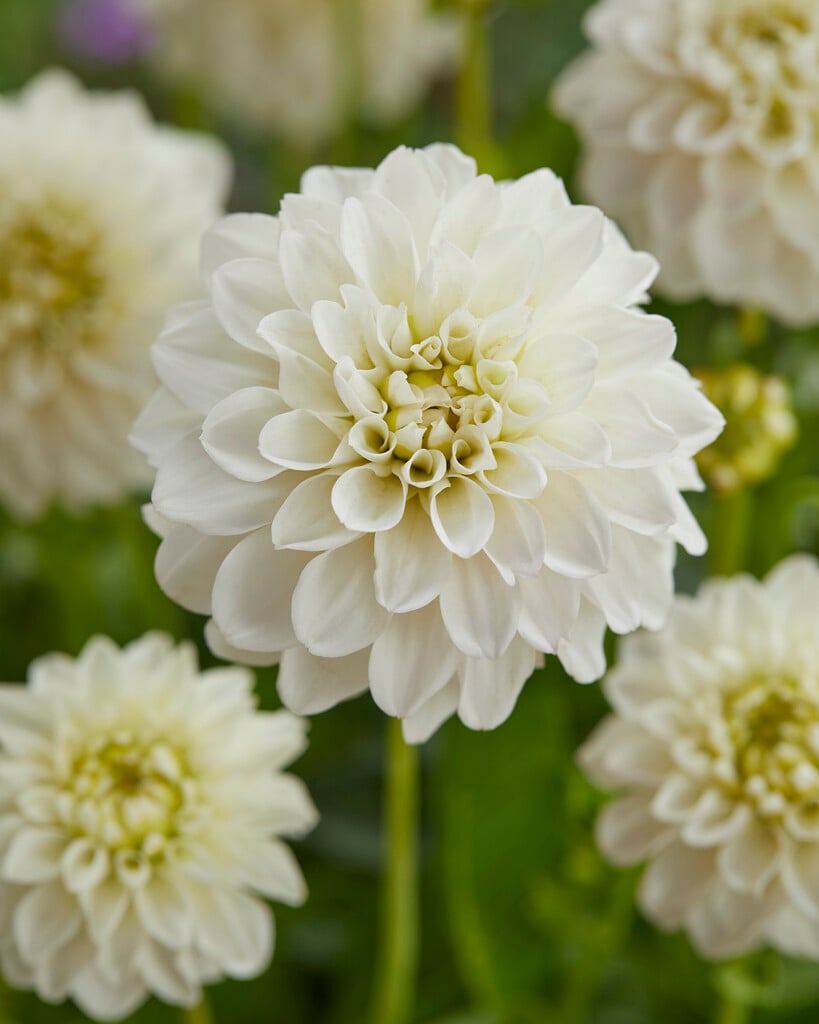 dahlia 'Big Hailstone'