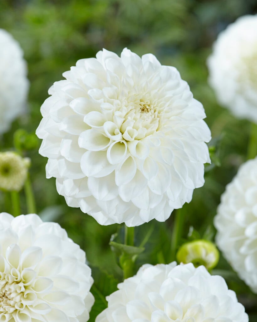 dahlia 'Boom Boom White'