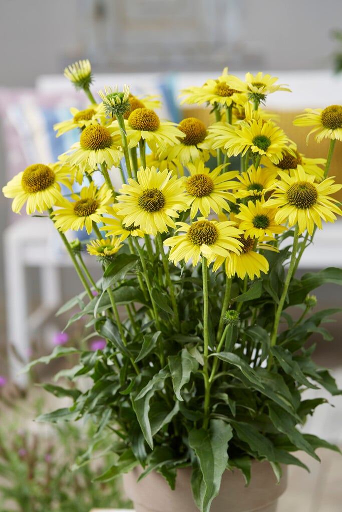 coneflower [SunSeekers Yellow]