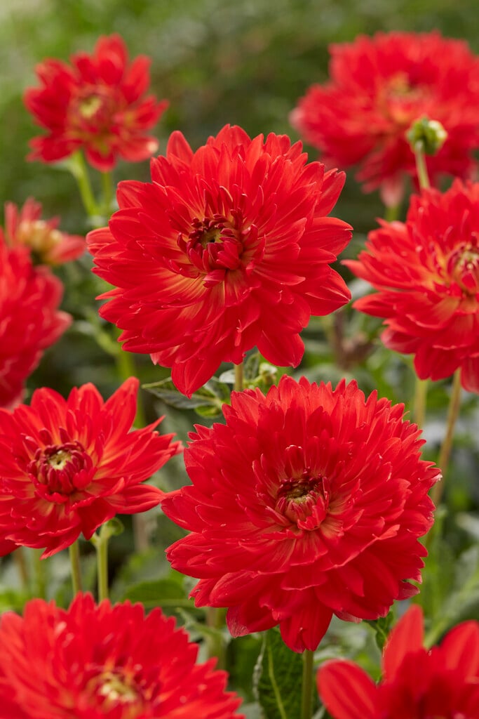 dahlia 'Karma Irene'