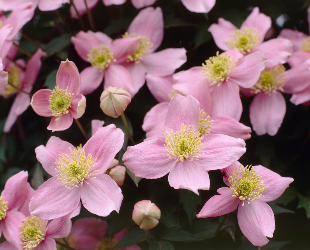 clematis 'New Dawn'