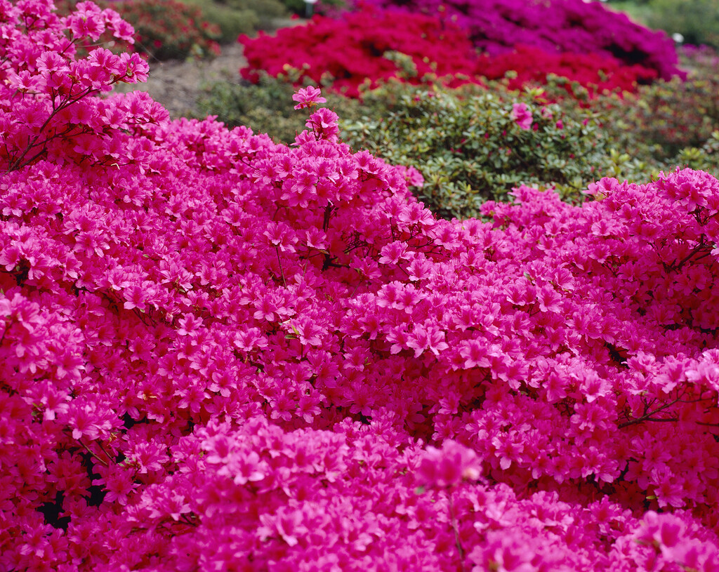 rhododendron 'Victorine Hefting'