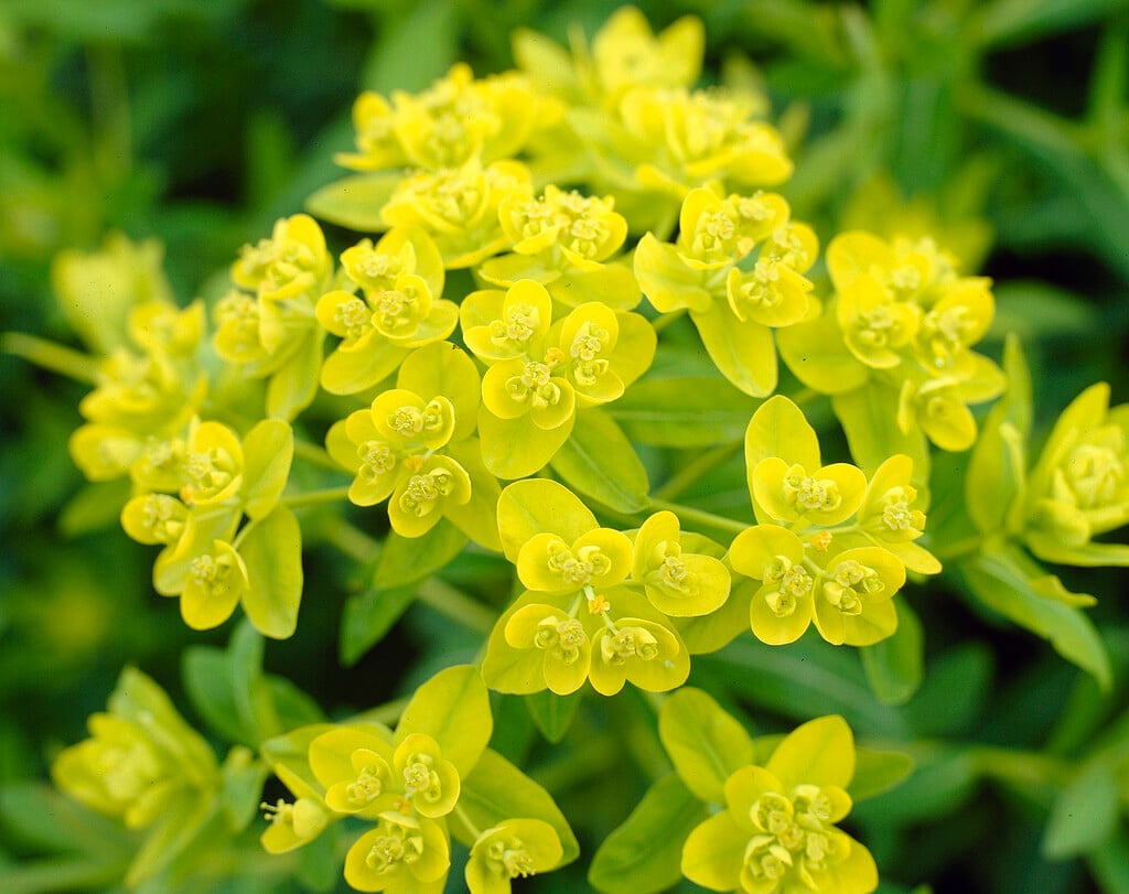 <em>Euphorbia</em> <em>palustris</em> 'Walenburg's Glorie'