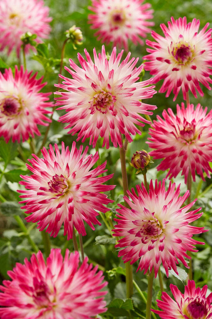 dahlia 'Hayley Jayne'