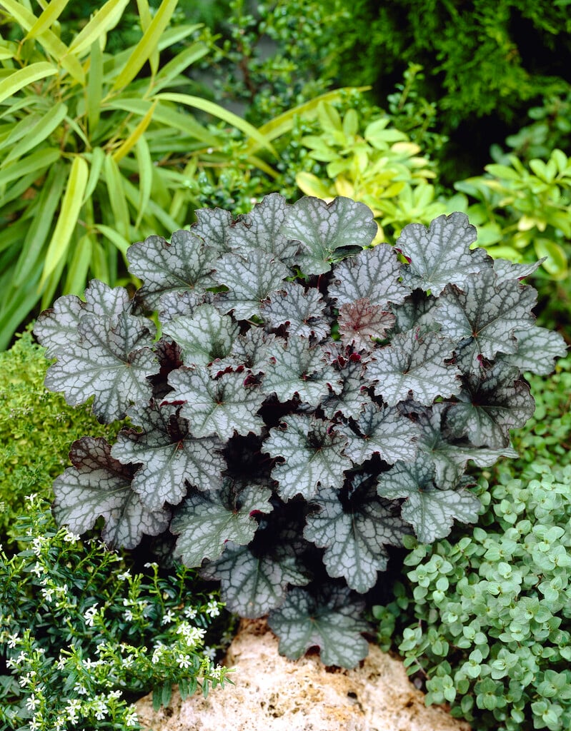 alum root 'Amethyst Myst'