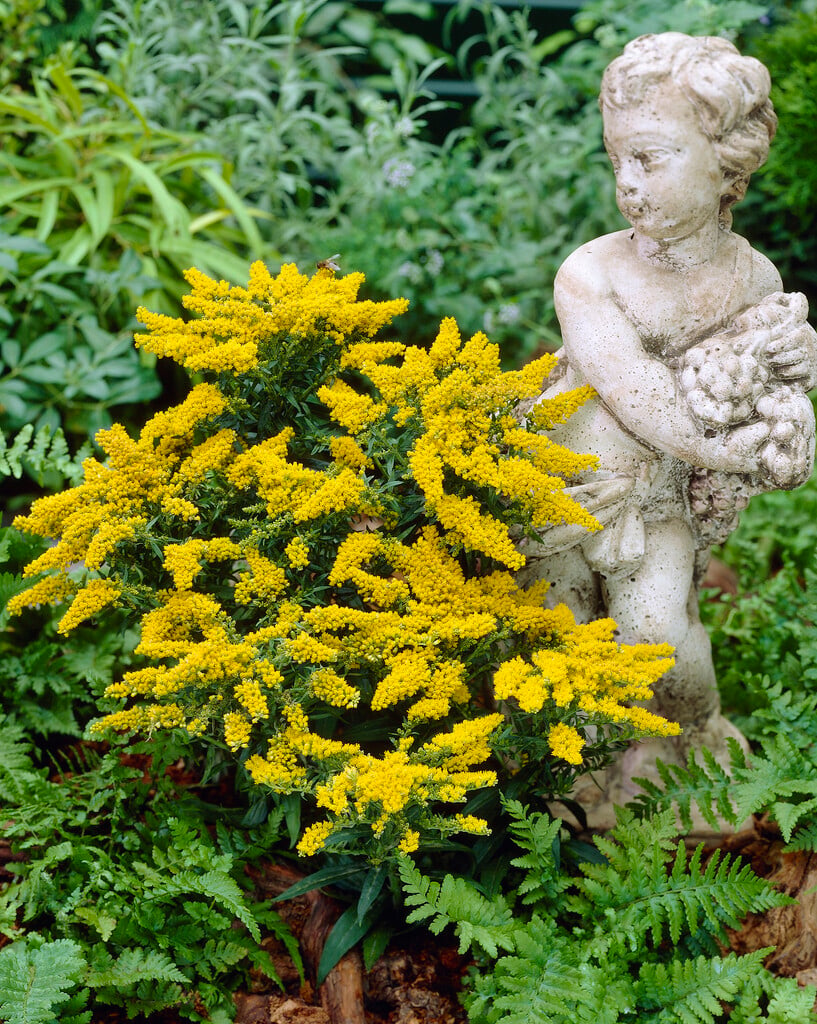 goldenrod 'Golden Dwarf'