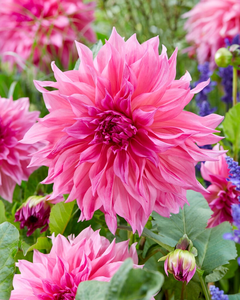 dahlia 'Cafe Au Lait Rosé'