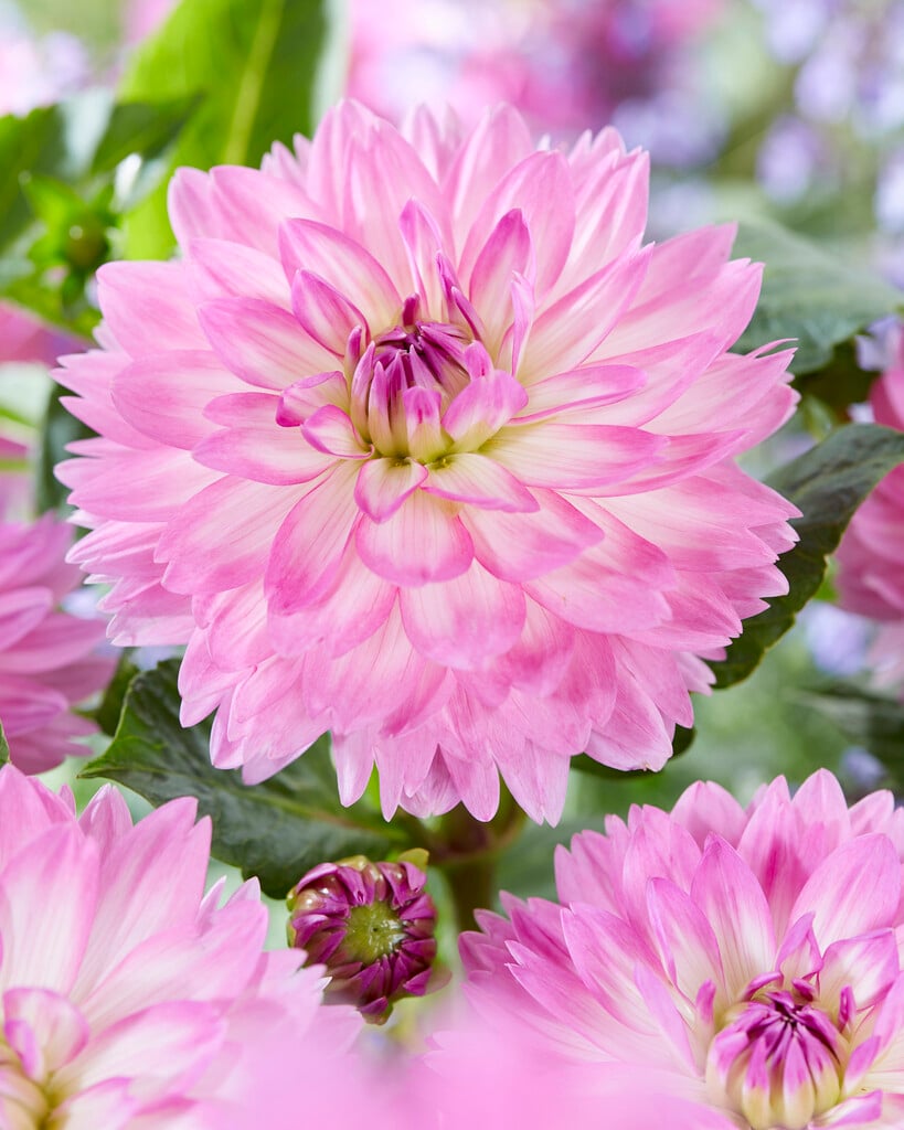 dahlia 'Bitsy'