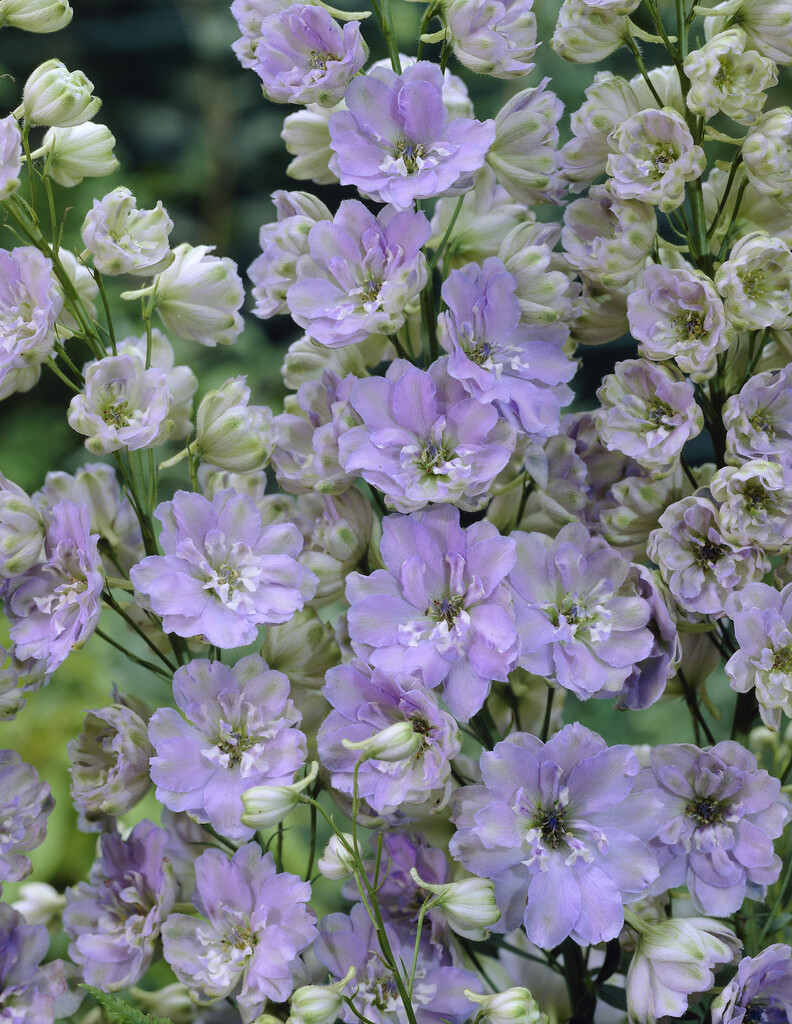 <i>Delphinium</i> 'Gossamer'