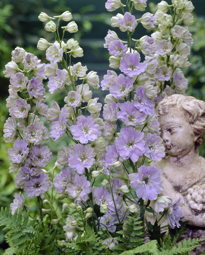 <i>Delphinium</i> 'Gossamer'