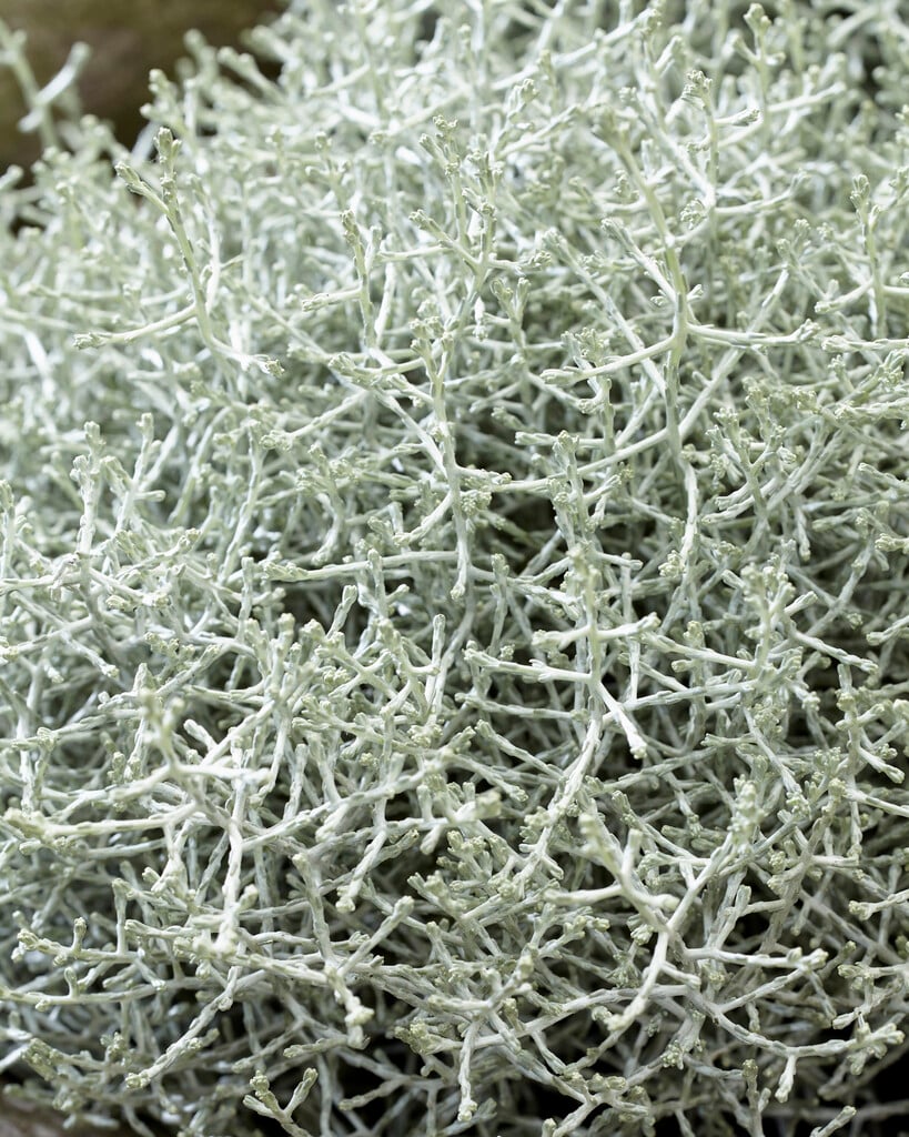 cushion bush