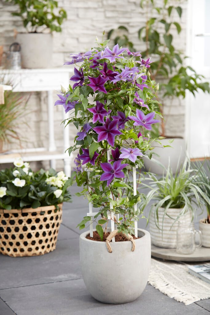 clematis [Masa]