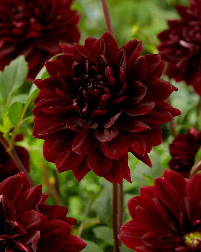 dahlia 'Sam Hopkins'