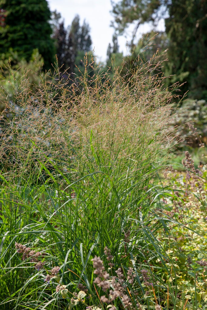 <i>Panicum</i> <i>virgatum</i> 'Strictum'