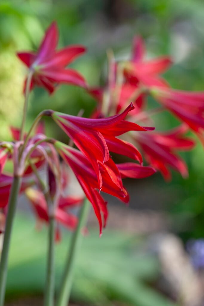 <i>Rhodophiala</i> <i>advena</i>