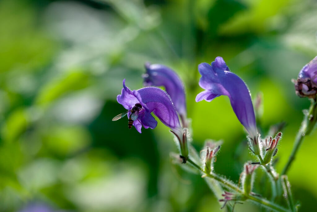 Mexican petunia