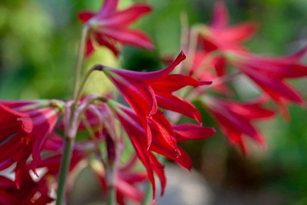 <i>Rhodophiala</i> <i>advena</i>